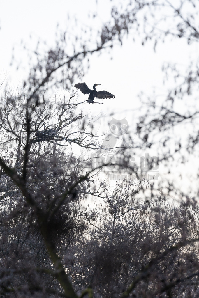 R6NF5172_20260120 | Ein Kormoran (Phalacrocorax carbo) sitzt auf einem kahlen Ast und breitet seine Flügel aus, um sie zu trocknen. Im Hintergrund ist ein weiteres Nest in einem Baum zu erkennen. Die Szene spielt sich vor einem hellen, fast weißen Himmel ab, umgeben von dunklen, winterlichen Ästen und Bäumen, die teilweise unscharf im Vordergrund liegen. - Realisiert mit Pictrs.com