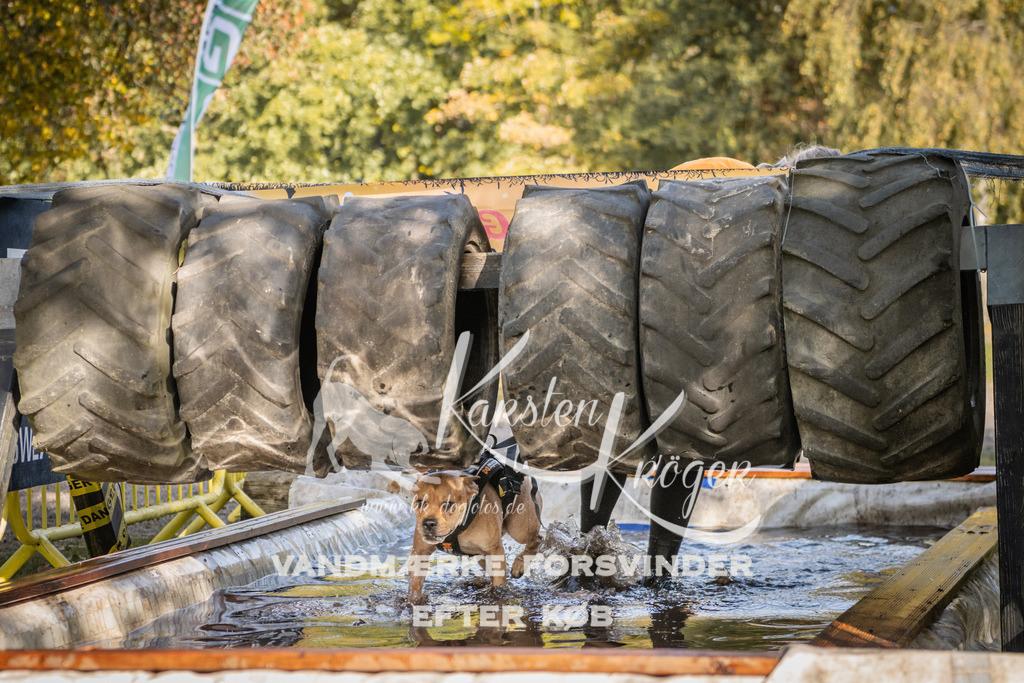 1148_ZZ93527 | kk-dogfotos