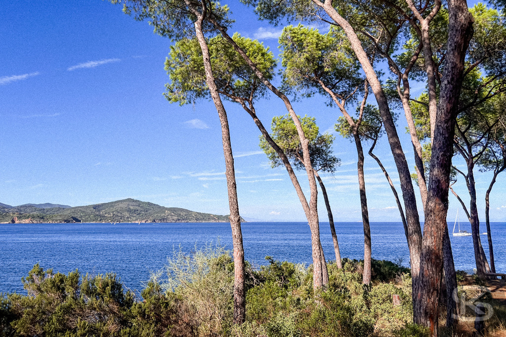 Mediterraner Küstentraum: Pinien am Meer, Spiaggia di Istia, Elba – Wandbild | Mediterrane Pinien am Ufer der Spiaggia Si Istia auf Elba, mit Blick auf das türkisblaue Meer, Küstenlandschaft und Boote im Hintergrund - Realisiert mit Pictrs.com