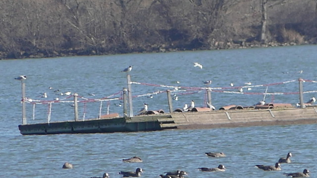 Eschefelder Teich (2) | Verkauf von Fotos und  Videoclips zumThema Natur.Motive sind Pflanzen, Tiere, Landschaftenund Wetter - Realisiert mit Pictrs.com