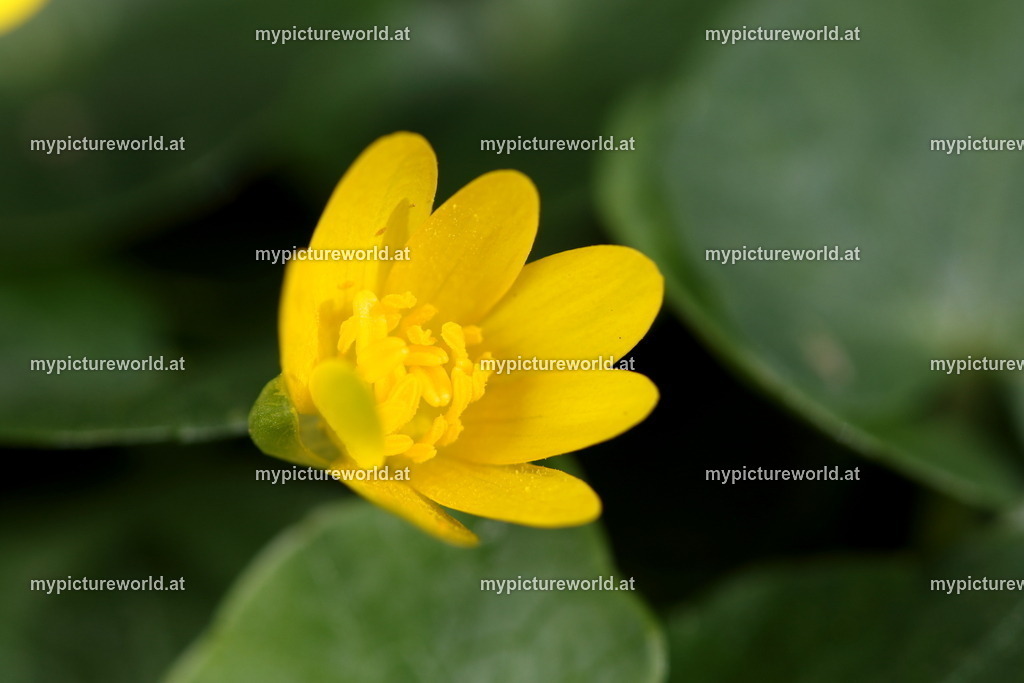 Scharbockskraut-004 | Das Bilderarchiv über Tiere, Planzen und Landschaften. In der Bilddatenbank finden Sie ein große Auswahl an hochwertigen Bilder für Ihre Werbung - Realisiert mit Pictrs.com