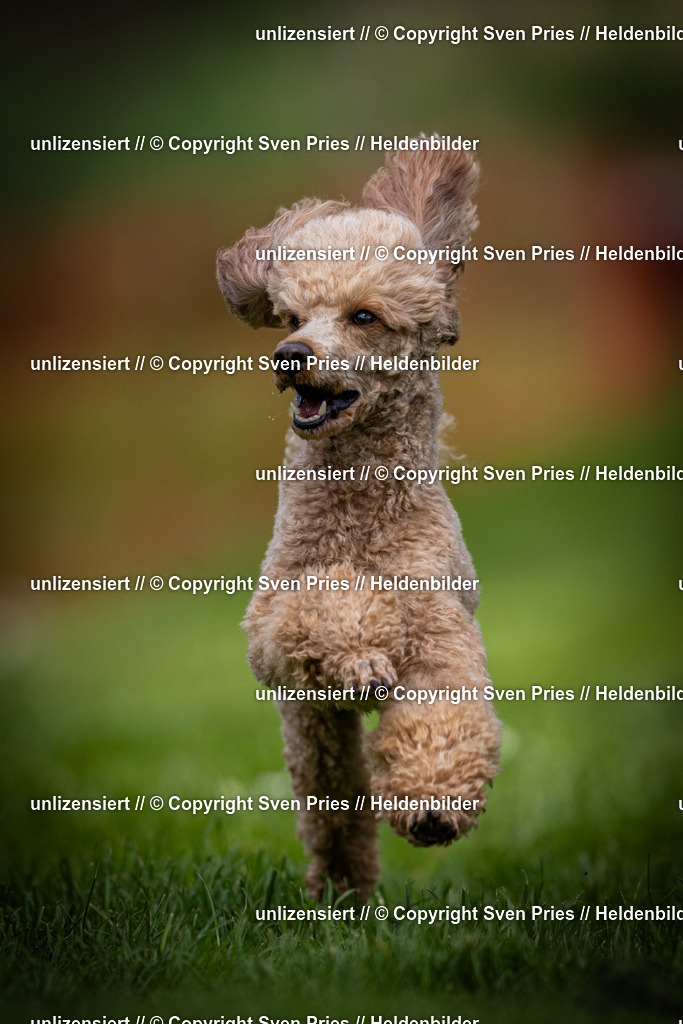 Sven Pries | 2025-04-13 - Hunderennen Baden-Baden - Realisiert mit Pictrs.com