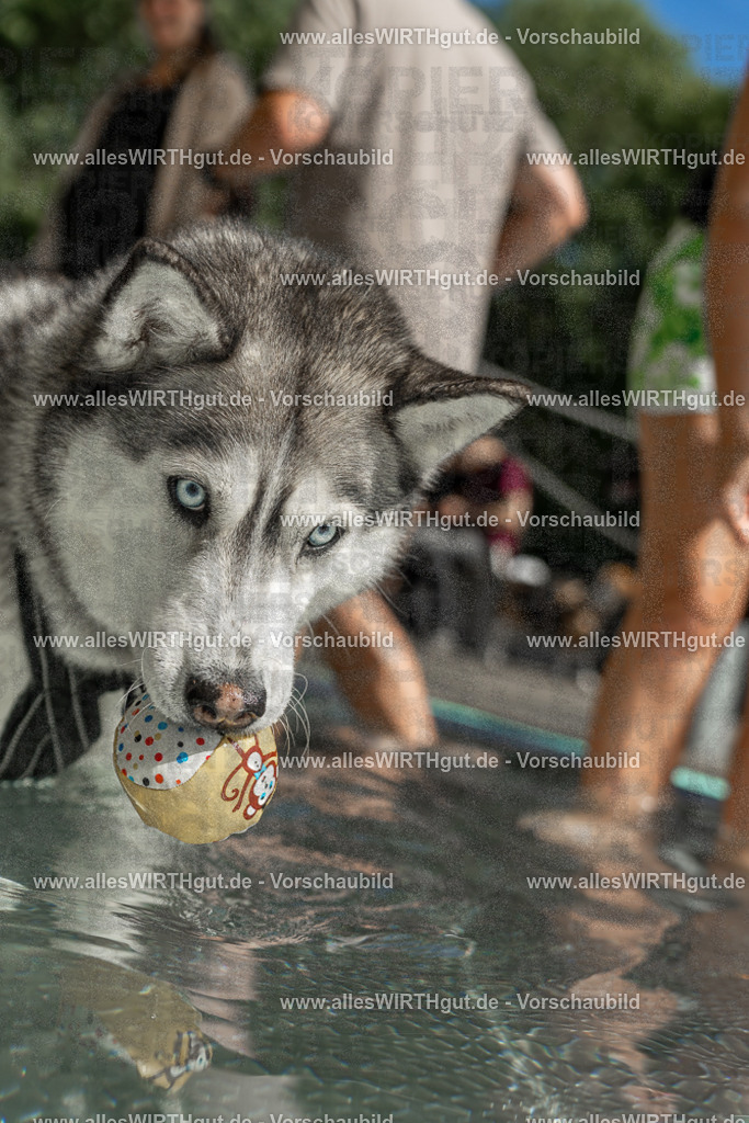 Hundeschwimmen_Volksbad_2026-allesWIRTHgut_Tierfotografie-2609061352-7R500937 | Professionelle Tierfotografie in Mönchengladbach von Daniel Wirth (allesWIRTHgut). Liebevolle & natürliche Bilder von Hunden & Katzen für unvergessliche Erinnerungen.