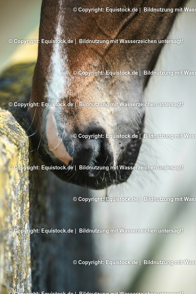 20210617_Fohlen_0258 | Foto: Thomas Hartig