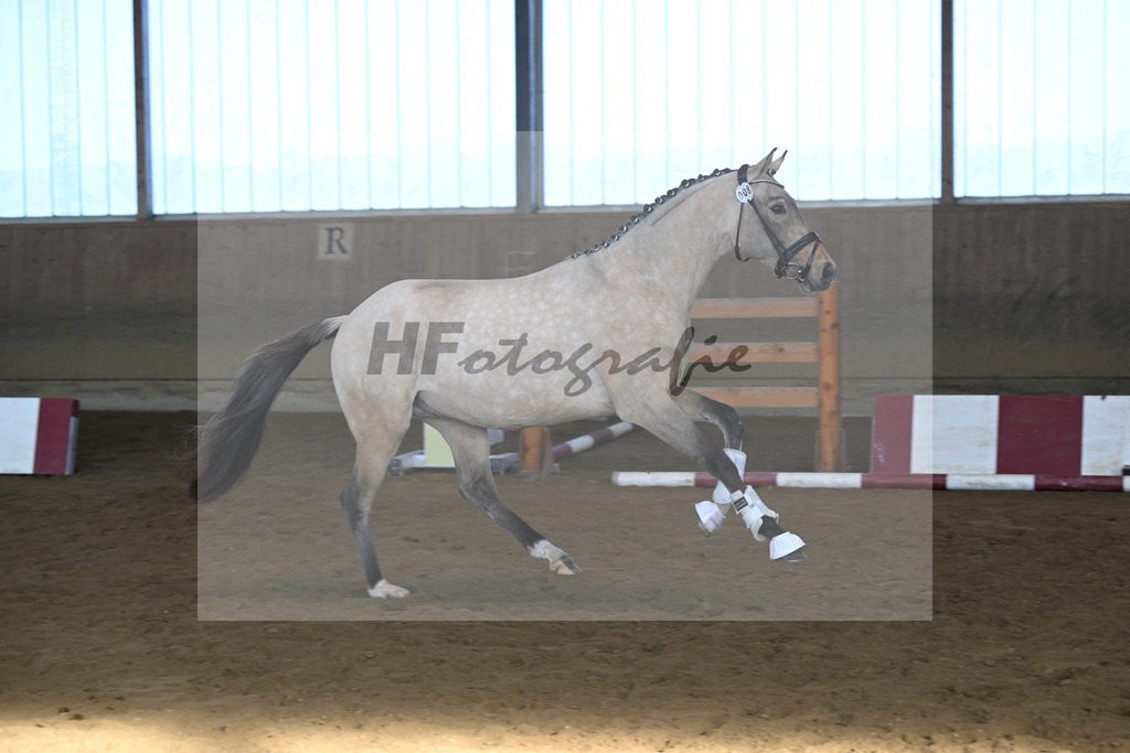 Kat-Nr. 8 Gruendleinshofs Gluecksgarant v. Gold Garant_Kaus_49250208 | hf-fotografie - Realisiert mit Pictrs.com