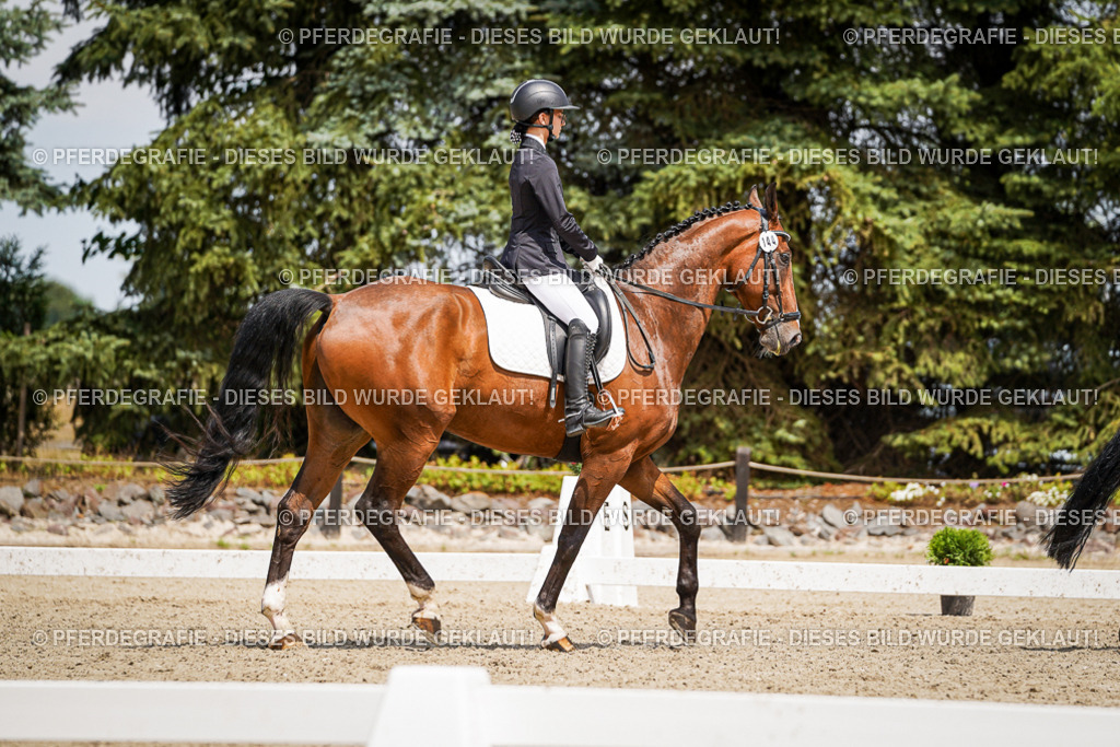 DSC02639 | Pferdegrafie