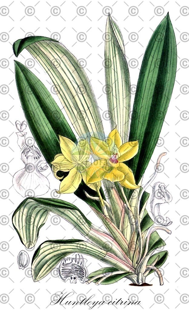 HistAbb_wfo-0000215711_1_ENZY_Simple | Historische Abbildung von Huntleya citrina - Orchidaceae | Historical Illustration of Huntleya citrina - Orchidaceae