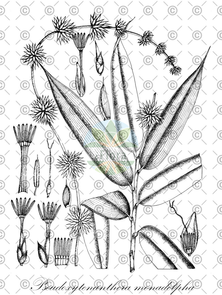 HistAbb_wfo-0000118978_1_ENZY_Simple | Historische Abbildung von Pseudoxytenanthera monadelpha - Poaceae | Historical Illustration of Pseudoxytenanthera monadelpha - Poaceae