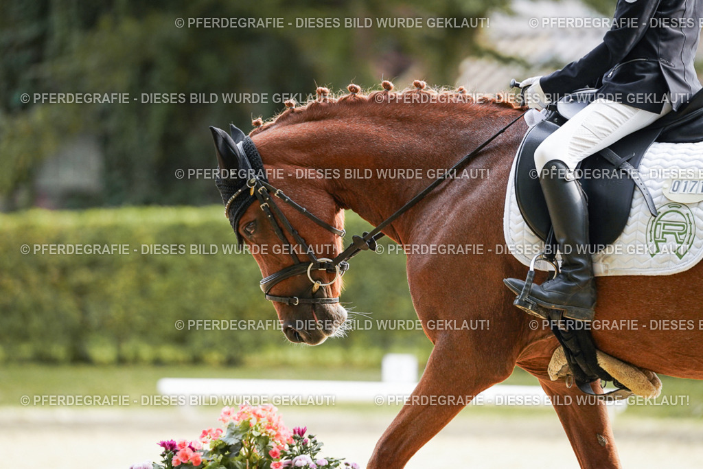 DSC04836 | Pferdegrafie