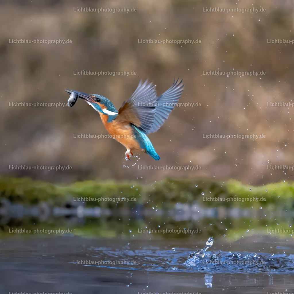Eisvogel-36 | Hans-Bernd Lichtblau Photography. Finden Sie wunderschöne Fotografien aus Landschaft und Natur.  - Realisiert mit Pictrs.com