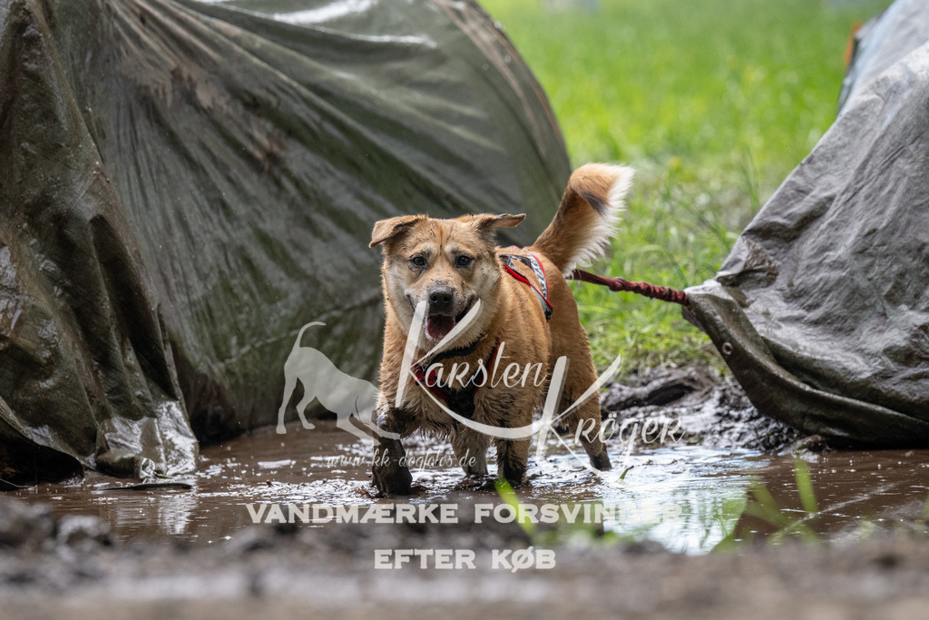 1108_ZZ91571 | kk-dogfotos