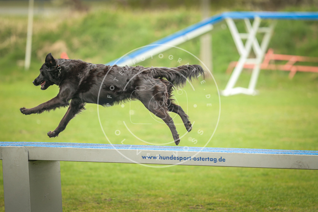 Pfotenfotografie_0L8A0013 | Hundefotografie, Tierfotograf, Pfotenfotografie, Fotoshooting Hund, Hunde Portrait, Hundesport, Hundeportraits, Heideshooting, Hunde, Sportfotograf, Hundefotograf, Turnierhundsport, THS,  - Realisiert mit Pictrs.com