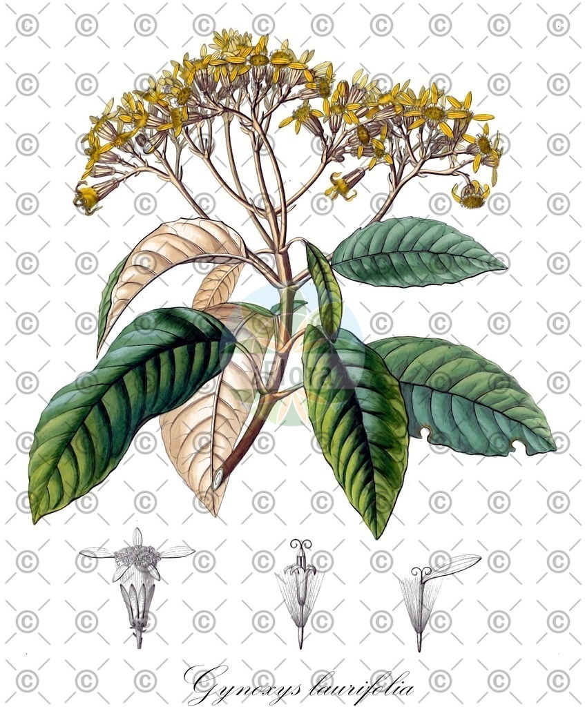 HistAbb_wfo-0000038491_1_ENZY_Simple | Historische Abbildung von Gynoxys laurifolia - Asteraceae | Historical Illustration of Gynoxys laurifolia - Asteraceae