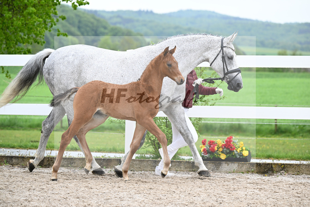 Kat-Nr. 23 HF Chaccos Son x Stolzenberg_Strohmeier_23261486 | hf-fotografie - Realizzato con Pictrs.com
