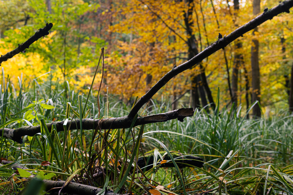 Boten des Herbstes | Aus den Wäldern rund um Wismar in Mecklenburg-Vorpommern. - Realisiert mit Pictrs.com