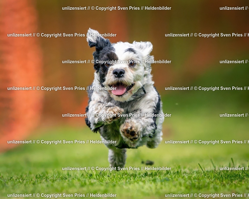 Sven Pries | 2024-09-22 - Hunderennen Baden-BadenPudelverein - Realisiert mit Pictrs.com