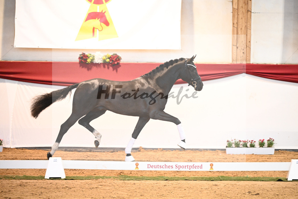 Kat-Nr. 49 Springbank II VH x Dante Weltino_Winklmaier_43232064 | hf-fotografie - Realisiert mit Pictrs.com