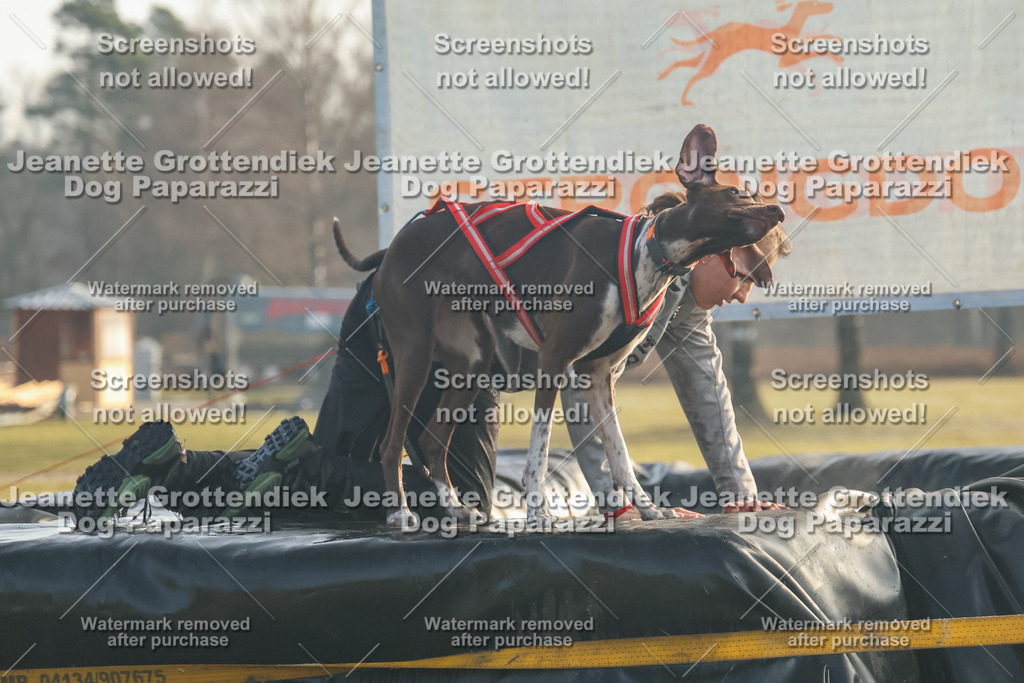 Dog Paparazzi - SD North Sa 830-900-84 | Dog Paparazzi Jeanette Grottendiek Fotografie & Videografie - Realisiert mit Pictrs.com
