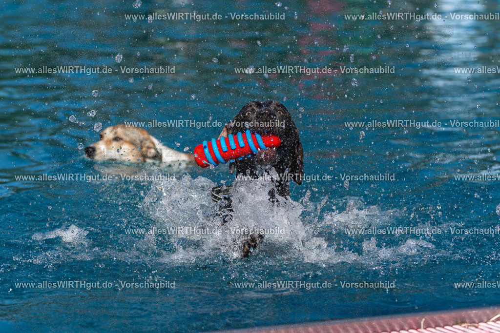 Hundeschwimmen_Volksbad_2026-allesWIRTHgut_Tierfotografie-2609061137-FAY06266 | Professionelle Tierfotografie in Mönchengladbach von Daniel Wirth (allesWIRTHgut). Liebevolle & natürliche Bilder von Hunden & Katzen für unvergessliche Erinnerungen.