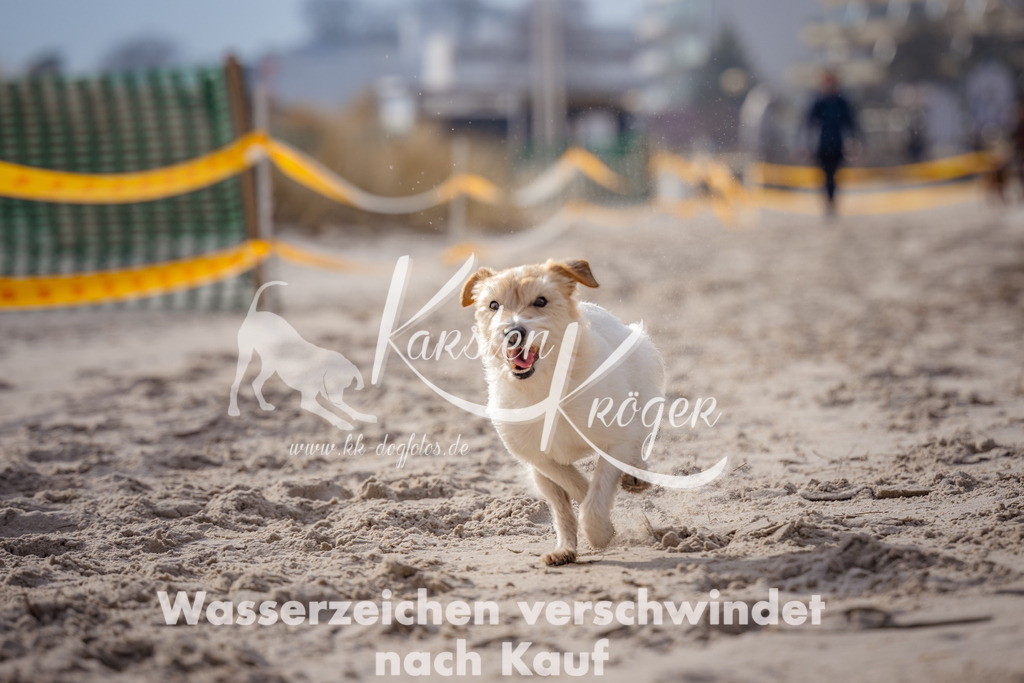 1326_ZZ99109-Bearbeitet | kk-dogfotos