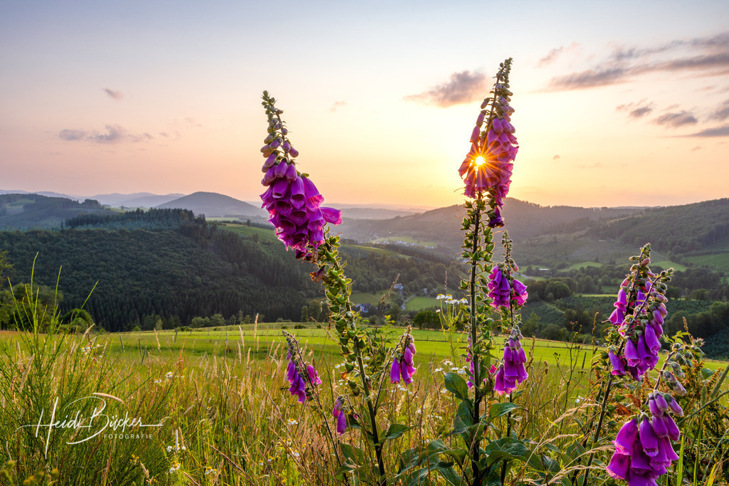 Fingerhut im Abendlicht  | Fingerhut im Abendlicht - Realisiert mit Pictrs.com