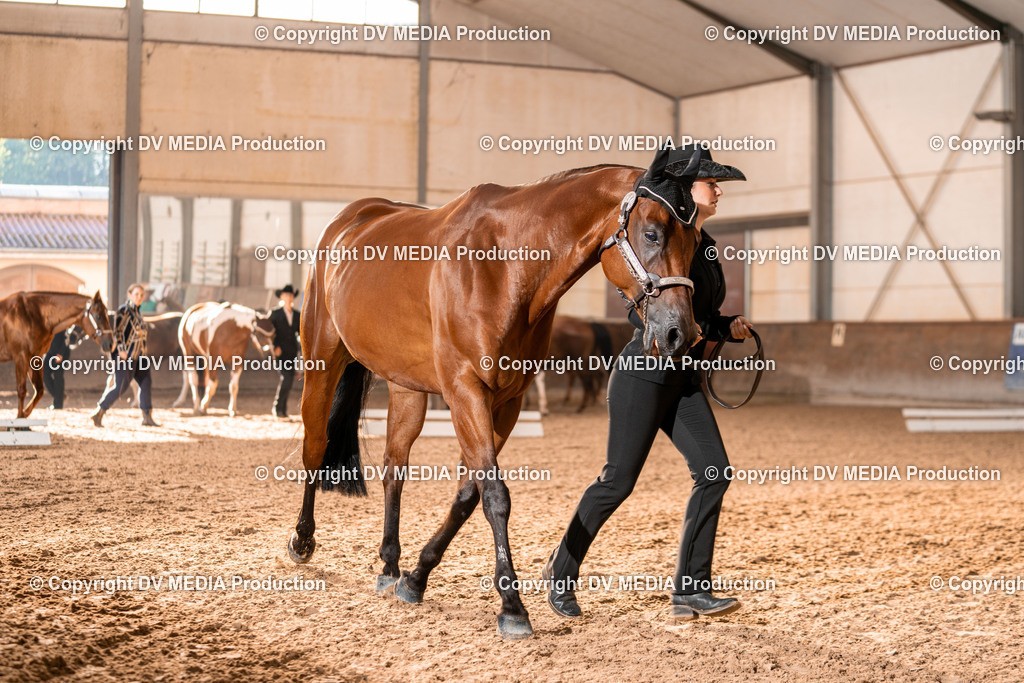 LM Heiligenwald Tag 1-12 | dv-media-shop - Realisiert mit Pictrs.com