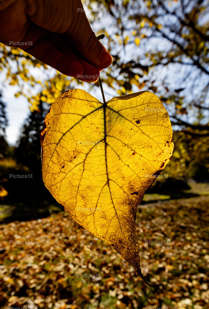 Vene der Natur | Entdecken Sie unsere vielfältige Auswahl an digitalen Panoramen und hochwertigen Fotoprodukten. Ob als sofortiger Download für kreative Projekte oder als exklusives Fotoprodukt für Ihr Zuhause – unsere einzigartigen Aufnahmen bieten perfekte Qualität.  - Realisiert mit Pictrs.com