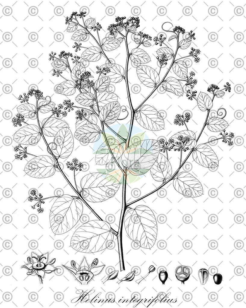 HistAbb_wfo-0000718186_2_ENZY_Simple | Historische Abbildung von Helinus integrifolius - Rhamnaceae | Historical Illustration of Helinus integrifolius - Rhamnaceae