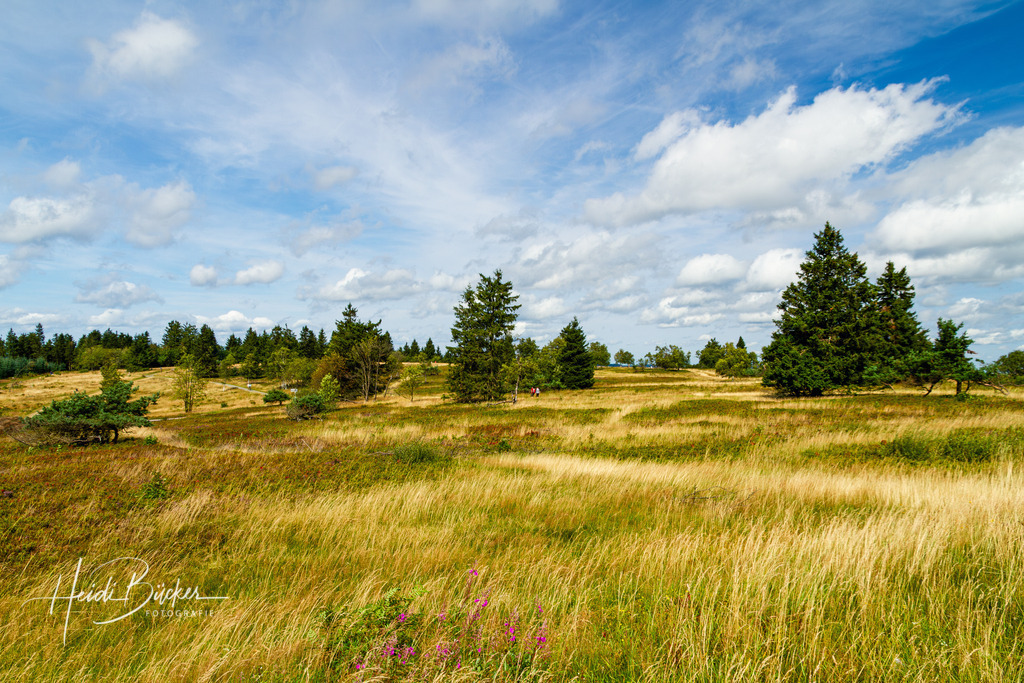 Astenheide im Spätsommer | Astenheide auf dem Kahlen Asten im Spätsommer - Realisiert mit Pictrs.com