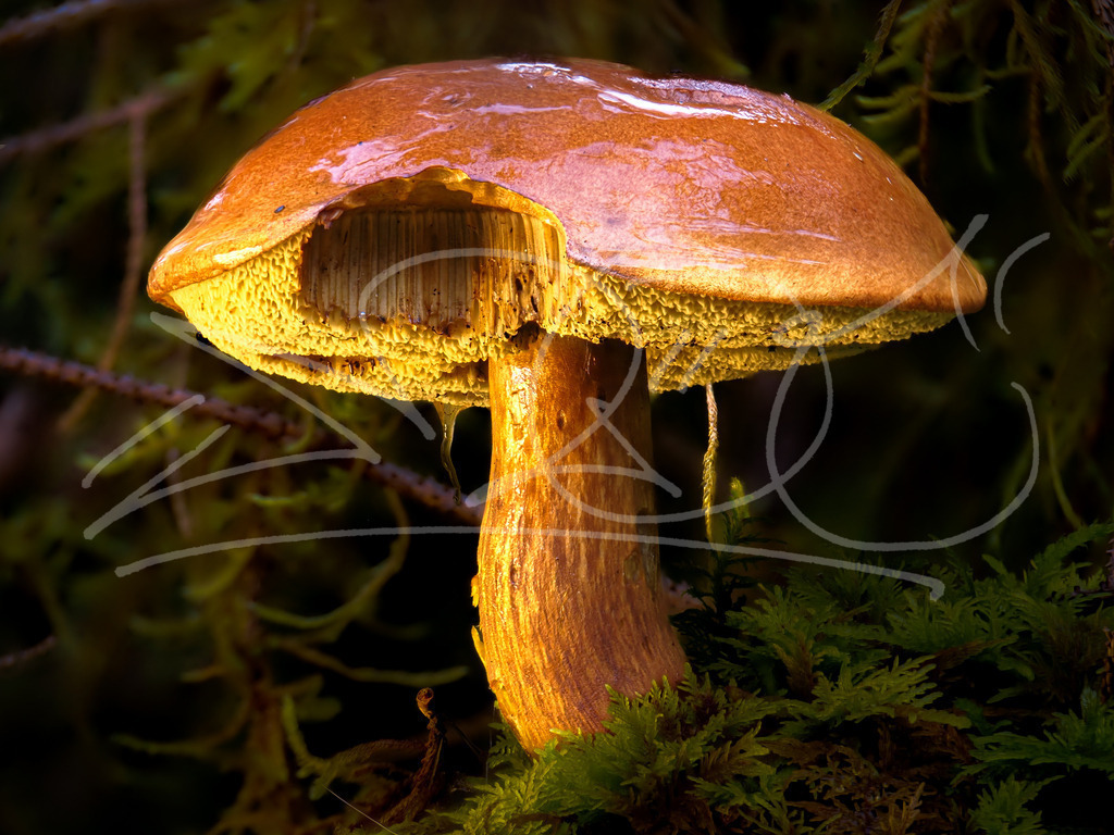 Röhrling | Naturschönheiten aus Deutschland. Pflanzen und Tiere, Insekten und Naturschauspiele. Alle schönen Details, die uns umgeben, fotografiert von Michi Moc.  - Realisiert mit Pictrs.com