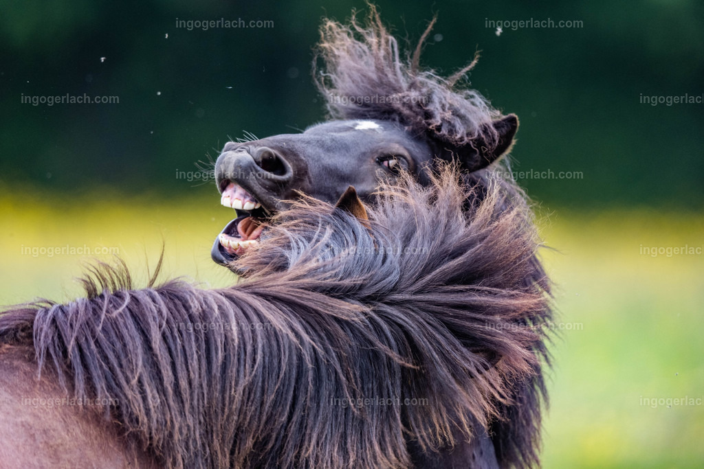 Der strenge Blick des Isländer Hengstes | Betzdorf(Deutschland Der deutsche Naturfotograf  Ingo Gerlach/69 aus Betzdorf in Deutschland war Anfang August 2022 auf dem Weg zu „seiner“ Herde mit Islandhengsten. Diese Herde mit rund 14 Hengsten fotografiert Gerlach bereits seit mehreren Jahren. Diesmal wollte der Naturfotograf schauen wie es den Hengsten geht. Es war der heißeste August seit Beginn der Wetteraufzeichnung. Das Thermometer zeigte an diesem Vormittag bereits 38 Grad an. Die Hitze würde sicherlich auch den Tieren zu schaffen machen. Als Gerlach an der sehr weiträumigen Weide ankam sah er schon die Staubwolken. Schnell positionierte er die Nikon Z9 mit dem Superzoom 180 bis 400mm und einschwenkbarem Konverter auf seinem Stativ. Schnell hatte er die ersten Bilder auf der Speicherkarte. Das Verhalten der Hengste war typisch für die Isländer. Sie wälzten sich im Staub um lästiges Ungeziefer los zu werden. Zudem kühlte die Staubschicht auf der Haut auch ein wenig. Obwohl reichlich Staub vorhanden war, kämpften die Hengste immer wieder um den besten und staubigsten Platz.  Dadurch das der Staub in die Höhe ging ergaben sich „herrliche Fotos. Als der Fotograf seine Bilder im Kasten hatte checkte er noch ob die Hengste auch genügend Wasser zur Verfügung hatten, Hatten sie. Ein Brunnen lieferte das lebensnotwendige Nass. 