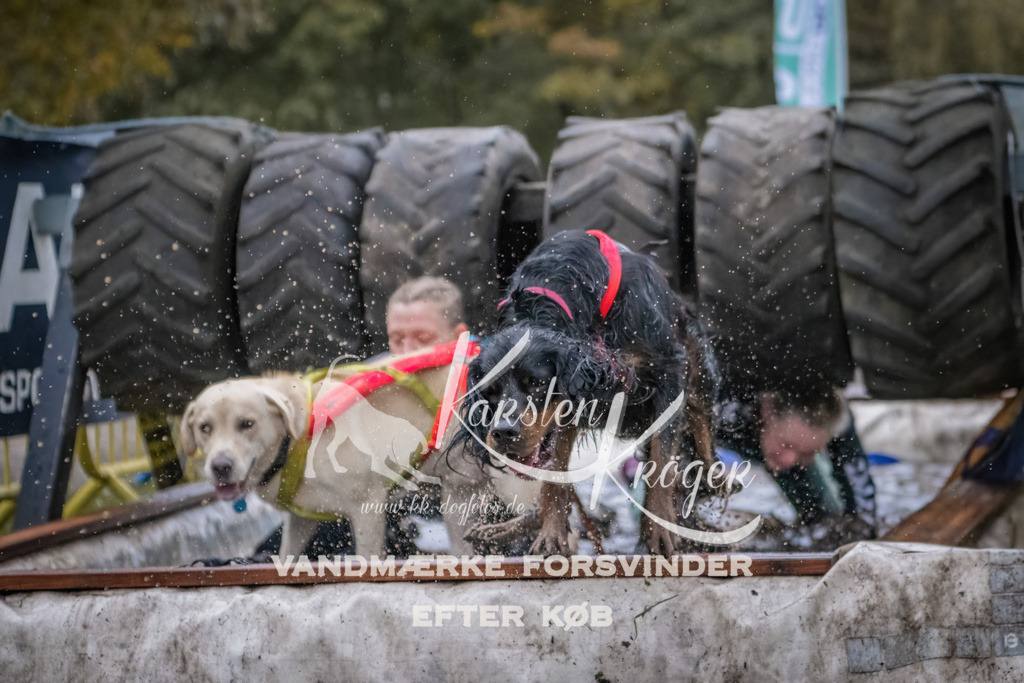 1727_ZZ90251 | kk-dogfotos