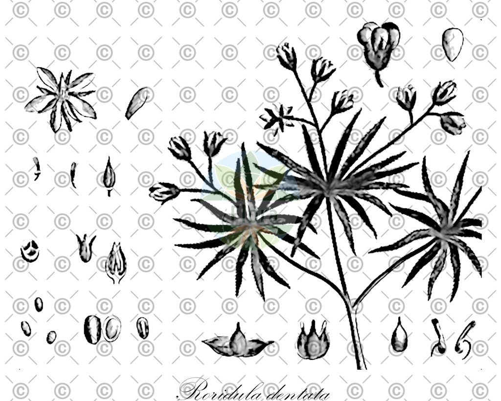 HistAbb_EMP_29295_SRC_Schlechtendal_FLORAD_SIMPLE | Historische Abbildung von Roridula dentata - Roridulaceae | Historical Illustration of Roridula dentata - Roridulaceae