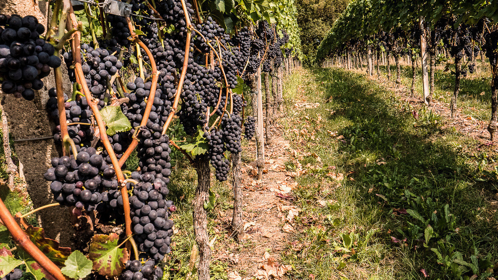 Weinlese_Villa | klausulrichmoeller