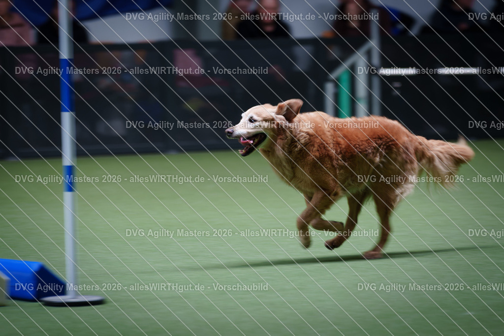 allesWIRTHgut_Tierfotografie-DVG_Agility_Masters_2026-12_42-7R502762 | Professionelle Tierfotografie in Mönchengladbach von Daniel Wirth (allesWIRTHgut). Liebevolle & natürliche Bilder von Hunden & Katzen für unvergessliche Erinnerungen.