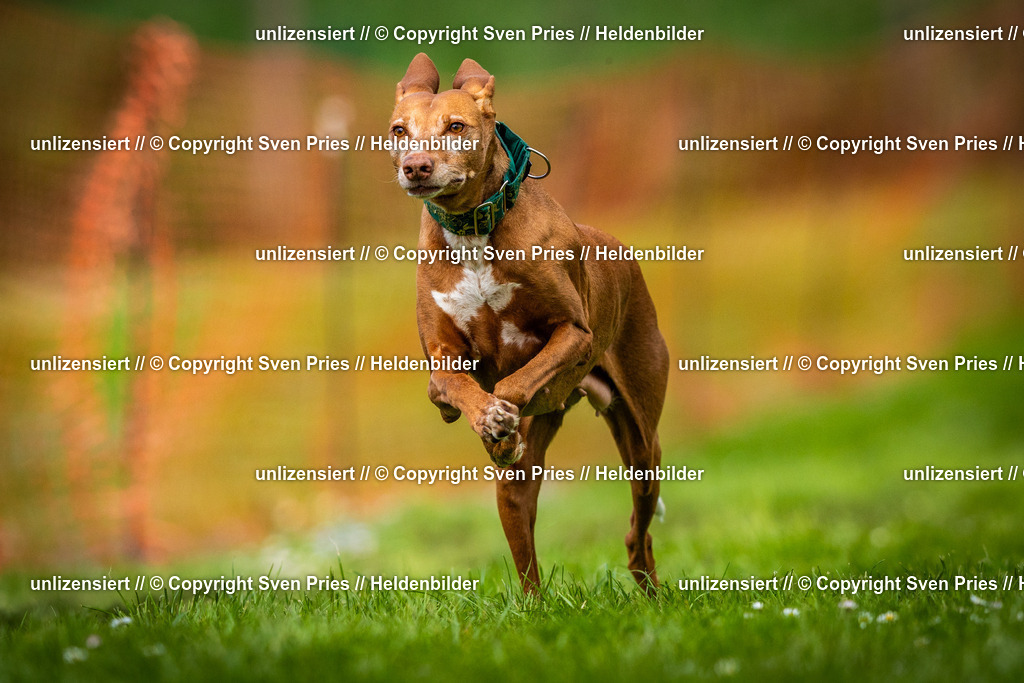 Sven Pries | 2025-04-13 - Hunderennen Baden-Baden - Realisiert mit Pictrs.com