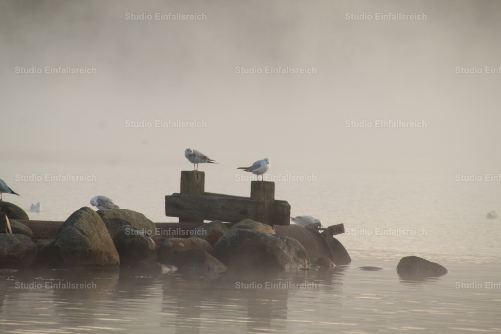 Nebelmorgen – Möwen über dem Wasser | Im weichen Morgennebel ziehen Möwen über stilles Wasser – eine leise, fast malerische Küstenstimmung. Zarte Töne und viel Atmosphäre. Ein poetisches Motiv für ruhige Wände. Als Fine-Art-Print und Wandbild in verschiedenen Größen erhältlich. - Realisiert mit Pictrs.com