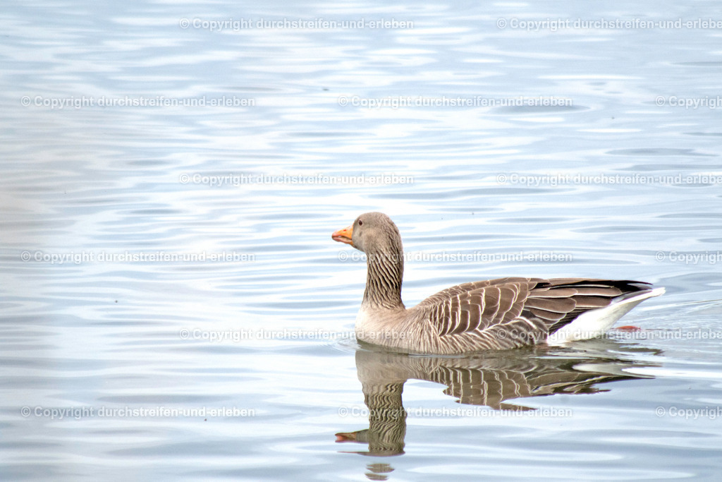 Graugans auf dem Wasser. Graylag on the water. | Eine Graugans schwimmt auf einem Teich im Vogelschutzgebiet Rieselfelder bei Münster. A graylag swims on a pond in the bird protection area Rieselfelder in Münster. - Realisiert mit Pictrs.com