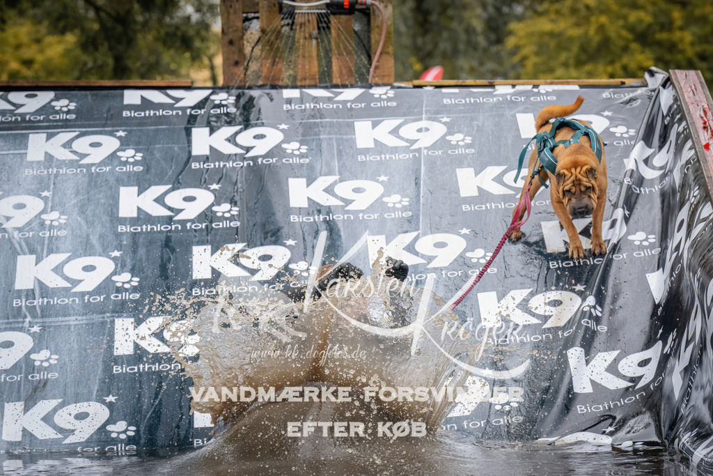 1220_ZZ94901 | kk-dogfotos