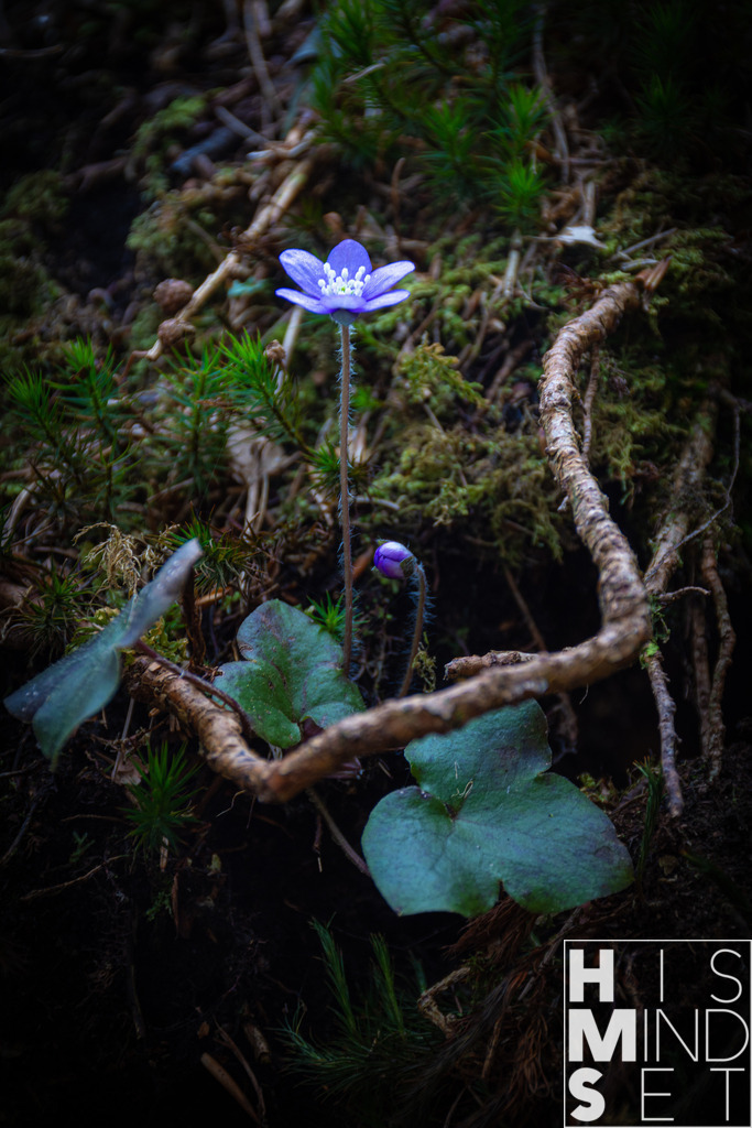 Framed flower | Sichere dir dein Lieblingsbild von HISMINDSET als Print für dein Zuhause oder das Büro! - Realisiert mit Pictrs.com