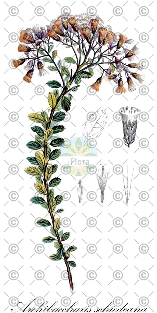 HistAbb_wfo-0000206642_1_ENZY_Simple | Historische Abbildung von Archibaccharis schiedeana - Asteraceae | Historical Illustration of Archibaccharis schiedeana - Asteraceae