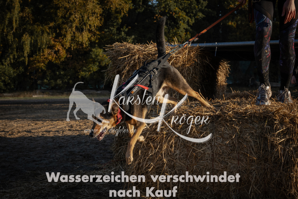 0929_ZZ93174 | kk-dogfotos