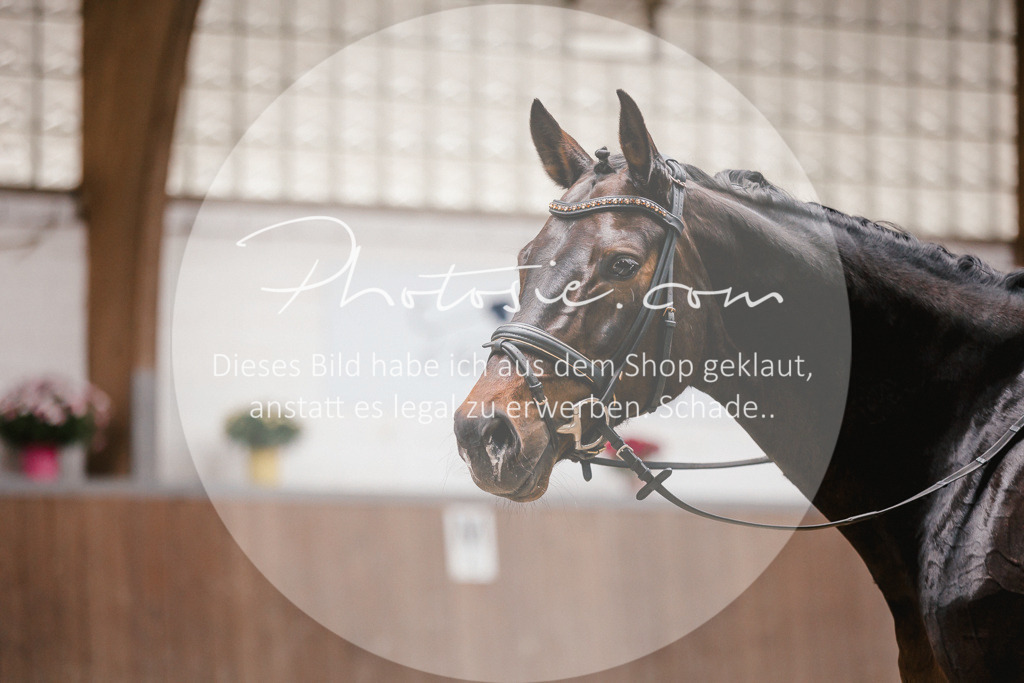 3I6A6645 | Stimmungsvolle Portraits und Reitsportfotografie im Ruhrgebiet und im Münsterland.

Pferdefotografie, Hundefotografie, Tierfotografie, Reportagen, Portraits von Tier und Mensch, Turnierfotografie in Bochum, Recklinghausen, Marl, Haltern am See, Dülmen.. - Realisiert mit Pictrs.com