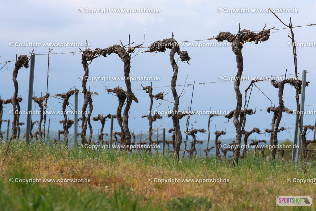 467_AR6_2406 | Neusiedlersee Radmarathon 2026@sportshot_your_pictrs #yourpictures#roadtowm2029 #nrm #neusiedlerseeradmarathon #neusiedlersee #neusiedlerseetourismus #burgenland #mörbisch #nrm26 #burgenlandtourismus #voglundco #poweredbyburgenlandtourismus #radsport #rad #marathon #ucigranfondo #visitburgenland #ucigranfondoworldseries