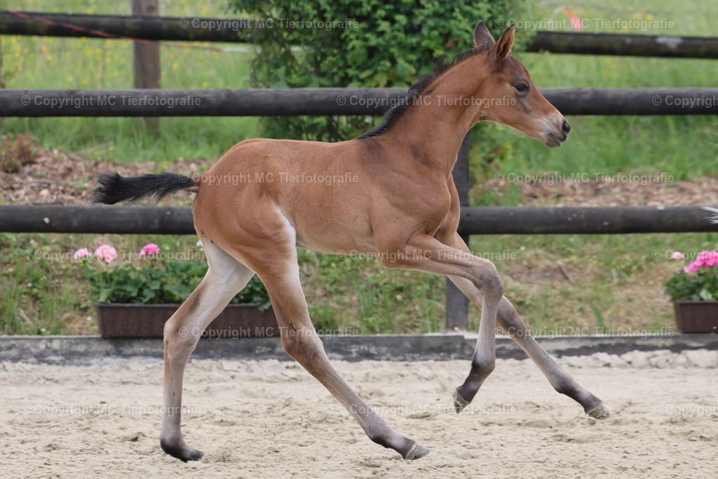 TrakFohlenschHennef17052025MC3H5A7110B | Pferdefotos online bestellen - Realisiert mit Pictrs.com