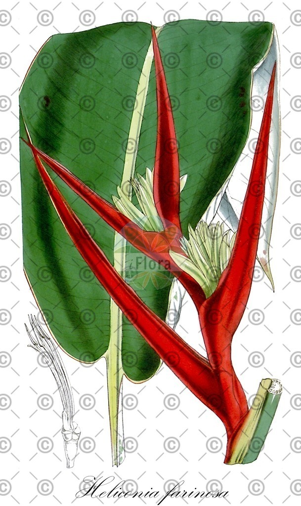 HistAbb_wfo-0001174627_1_ENZY_Simple | Historische Abbildung von Heliconia farinosa - Heliconiaceae | Historical Illustration of Heliconia farinosa - Heliconiaceae