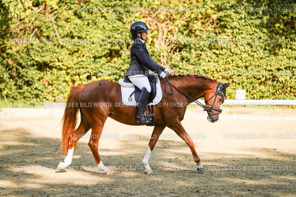 DSC06131 | Pferdegrafie