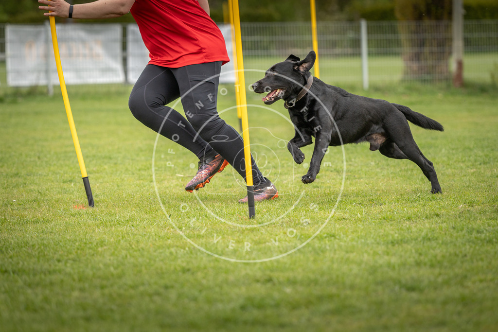 Pfotenfotografie_DV3A0403 | Hundefotografie, Tierfotograf, Pfotenfotografie, Fotoshooting Hund, Hunde Portrait, Hundesport, Hundeportraits, Heideshooting, Hunde, Sportfotograf, Hundefotograf, Turnierhundsport, THS,  - Realisiert mit Pictrs.com