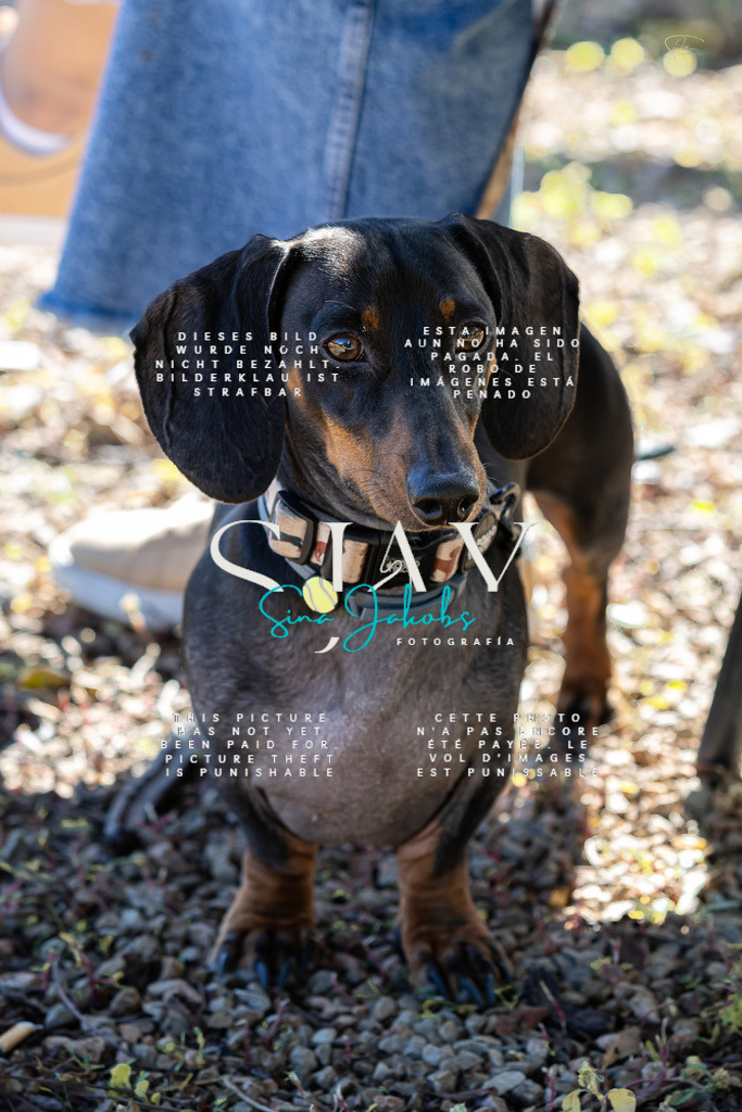 IMG_0284 | s-jay-photography - Realisiert mit Pictrs.com