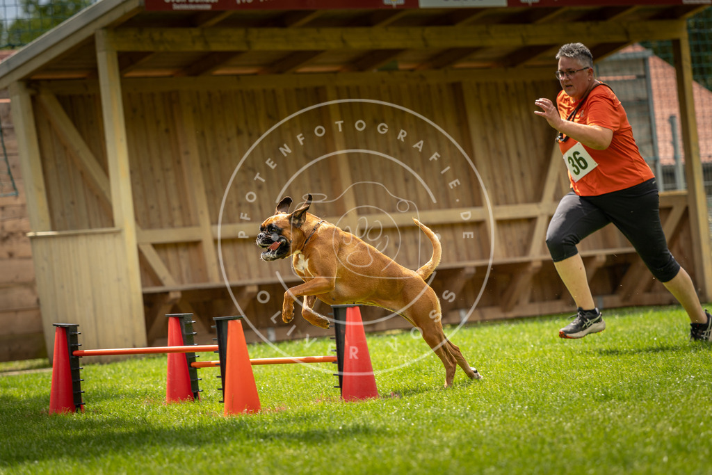 Pfotenfotografie_DV3A3593 | Hundefotografie, Tierfotograf, Pfotenfotografie, Fotoshooting Hund, Hunde Portrait, Hundesport, Hundeportraits, Heideshooting, Hunde, Sportfotograf, Hundefotograf, Turnierhundsport, THS,  - Realisiert mit Pictrs.com